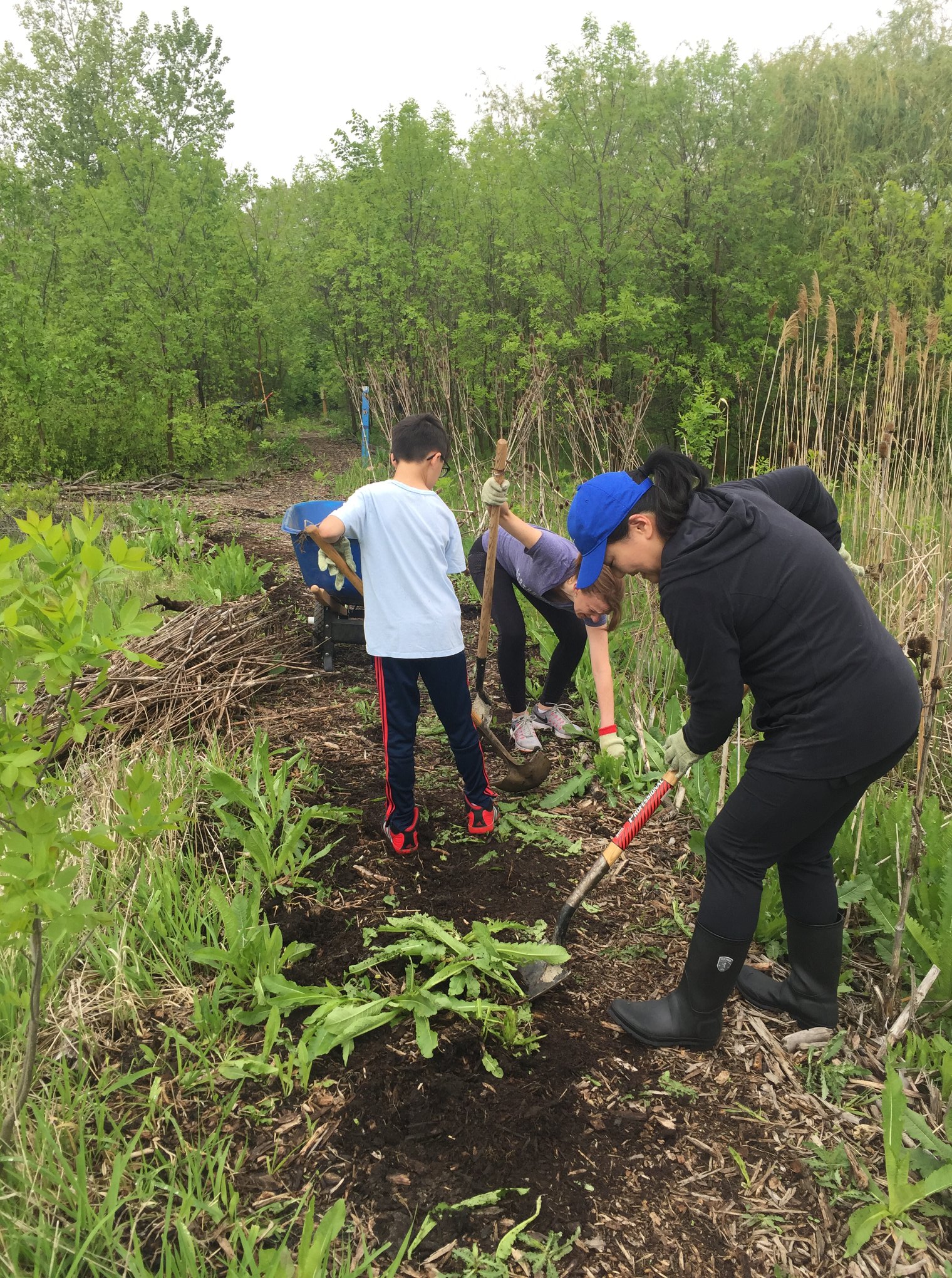 Volunteers working to remove weeds